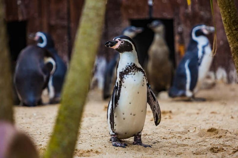 Blankenberge: SEA LIFE Entry Ticket - What You Can Expect at Blankenberge SEA LIFE