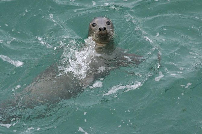 blasket-island-eco-tour