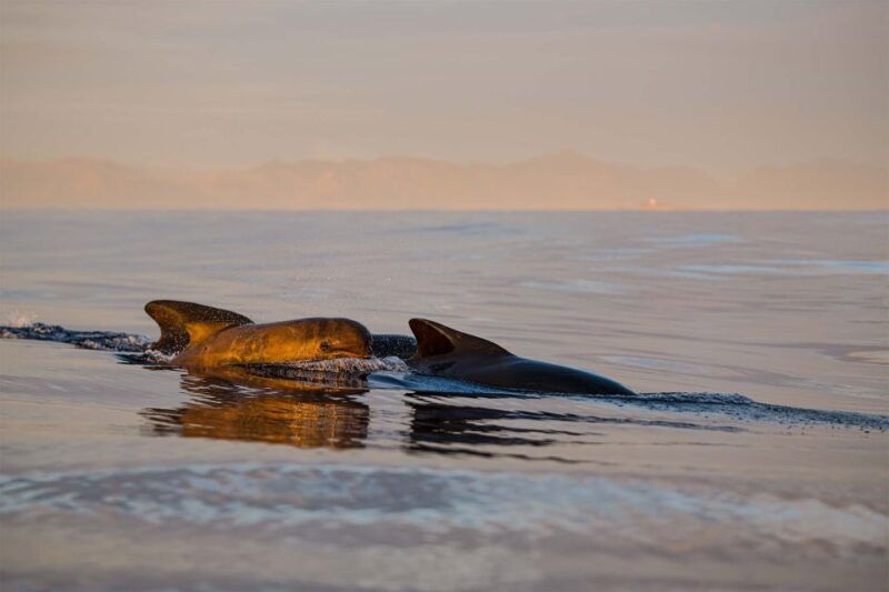 bleik-whale-watching-by-speedboat-with-puffins-and-muffins