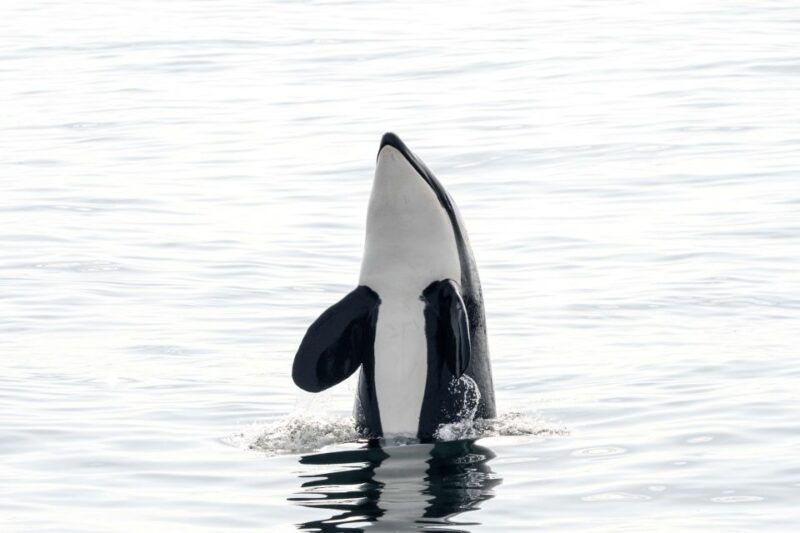 bleik-whale-watching-by-speedboat-with-puffins-and-muffins