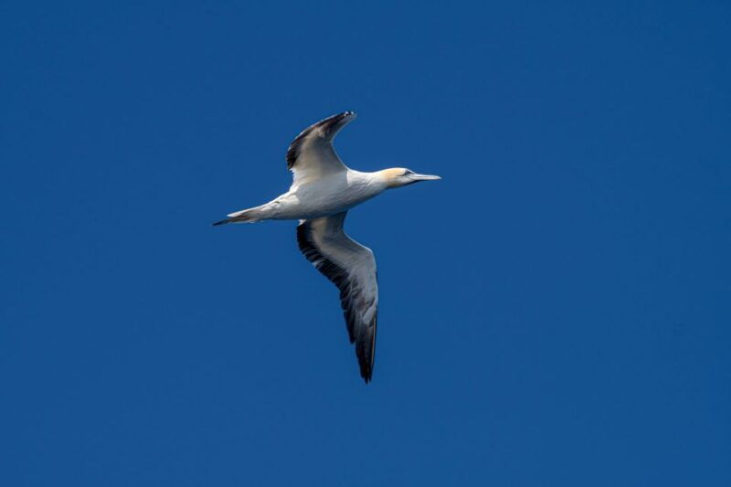bleik-whale-watching-by-speedboat-with-puffins-and-muffins