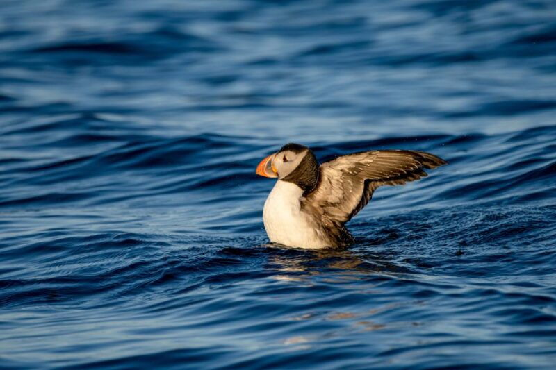 bleik-whale-watching-by-speedboat-with-puffins-and-muffins