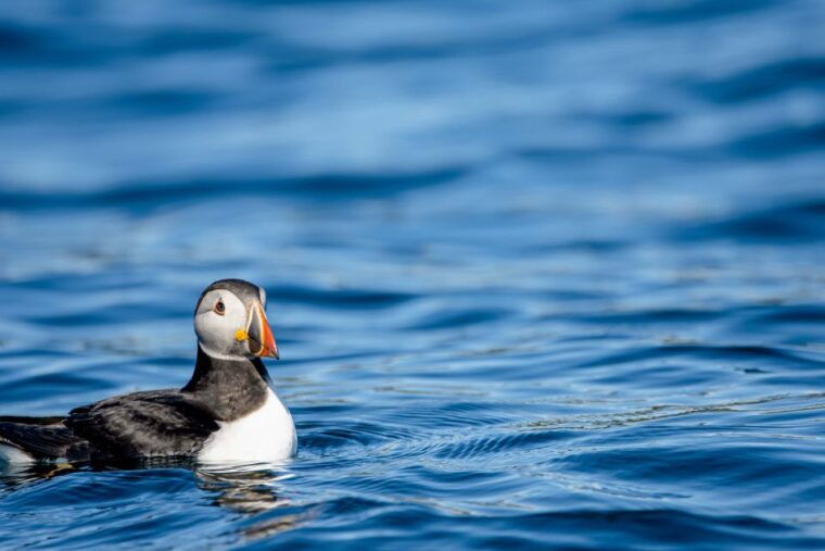 bleik-whale-watching-by-speedboat-with-puffins-and-muffins