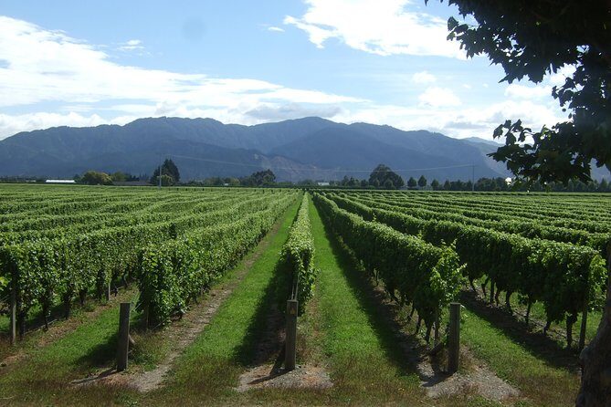 Blenheim Half day Wine Tour - Why Choose the Blenheim Half Day Wine Tour?