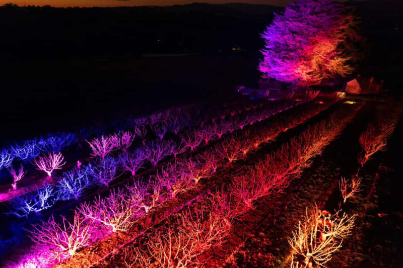 Blossom by Light at CherryHill - Key Points