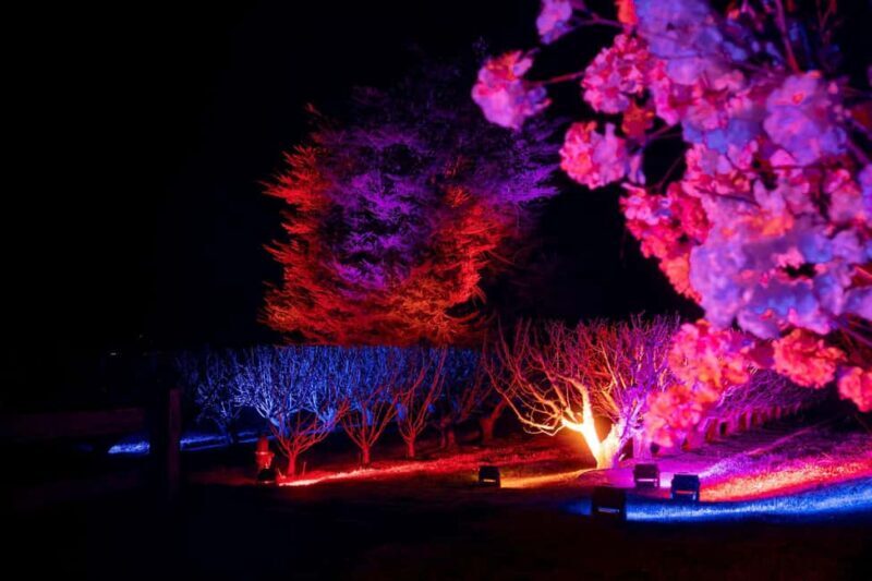 Blossom by Light at CherryHill - Food, Beverages, and Family Fun