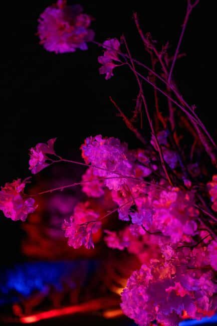 Blossom by Light at CherryHill - The Value of Blossom by Light