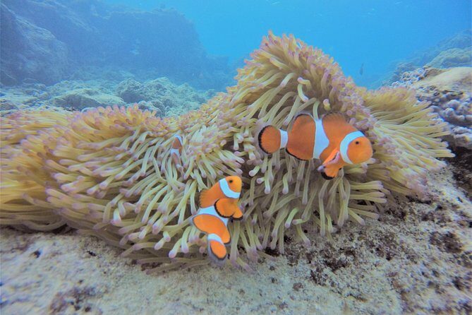 Blue Cave Area Experience Diving!Free feeding & photo images Chinese guide available!1 group with a dedicated instructor - An Overview of the Blue Cave Experience