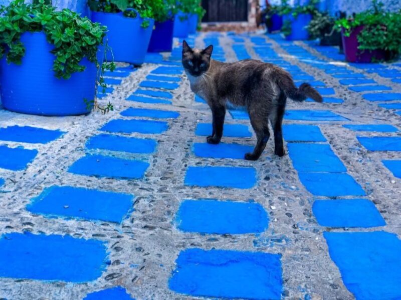Blue City magic: Affordable Day Trip from Fez to Chefchaouen - Key Points