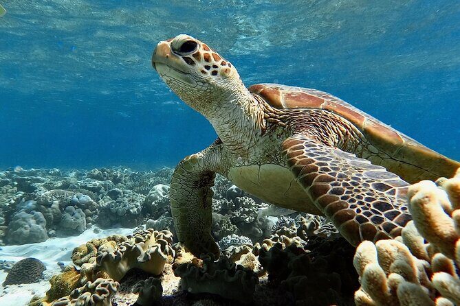 Blue Dive Private Guided Scuba Dive Cairns - Who Should Consider This Tour?