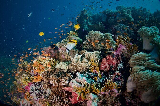 Blue Dive Private Guided Scuba Dive Cairns - Final Thoughts