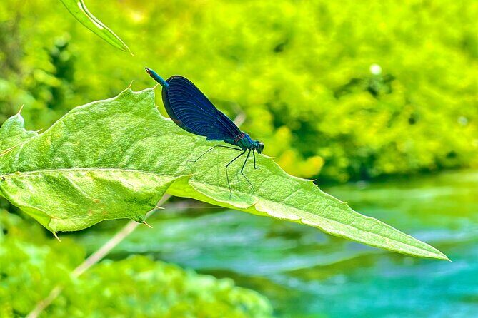 Blue Eye And Lekuresi Castle, 4 Hour Nature and Historical Tour - FAQ