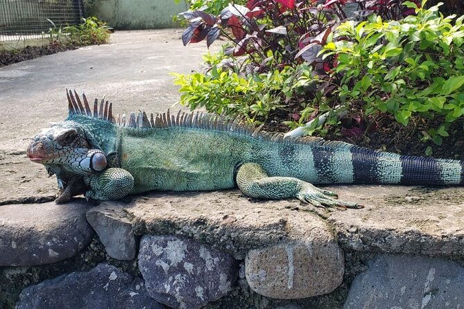 blue-hole-konoko-falls-park-combo-tour-from-montego-bay