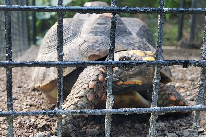 blue-hole-konoko-falls-park-combo-tour-from-montego-bay