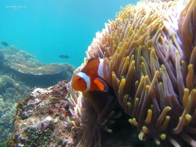 Blue Lagoon and Tanjung Jepun Snorkeling Tour - Timing and Best Conditions