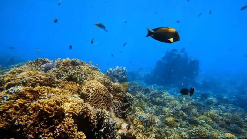 Blue Lagoon and Tanjung Jepun Snorkeling Tour - Authentic Experiences and Reviewer Insights