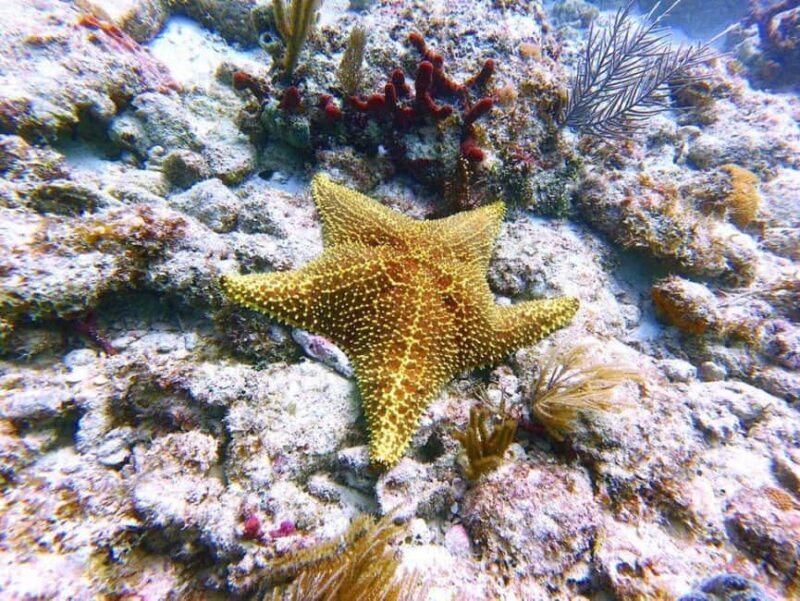 Blue Lagoon Snorkeling, The Rock, Kuza Cave, Mnemba Island - The Experience from a Review Perspective