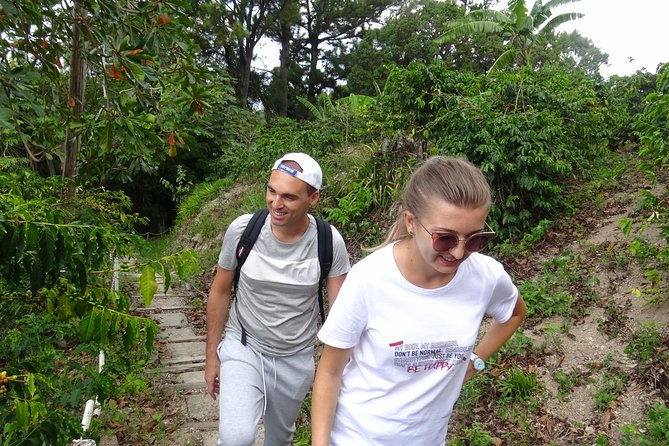 blue-mountain-coffee-and-sightseeing-tour