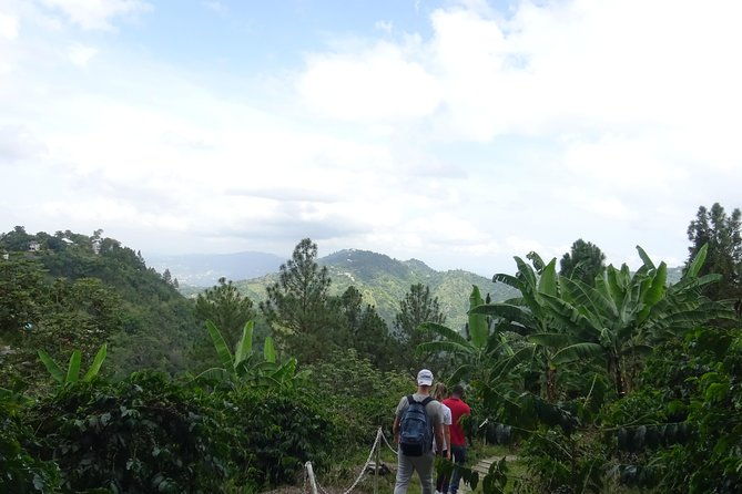 blue-mountain-coffee-and-sightseeing-tour