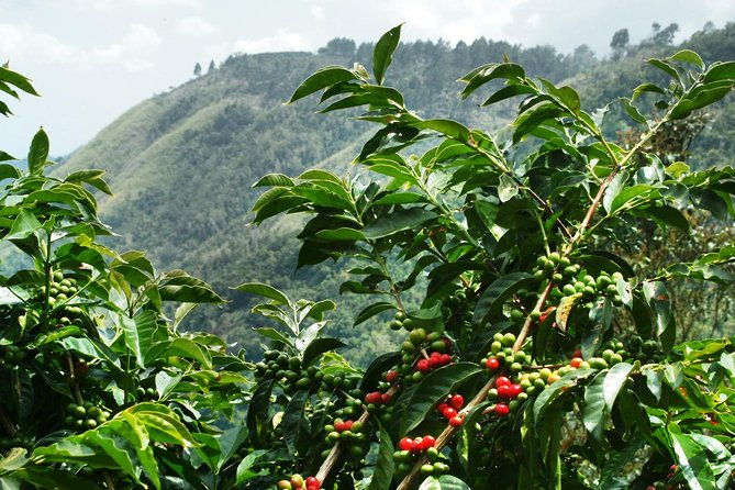 blue-mountain-coffee-tour-from-runaway-bay