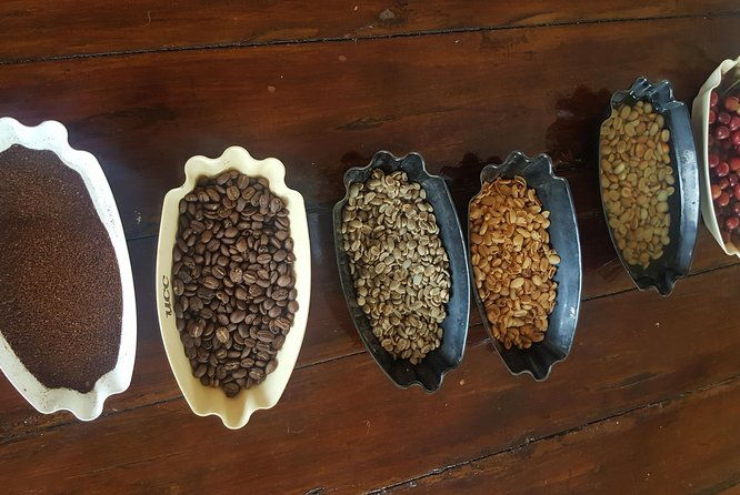 blue-mountain-coffee-tour-from-runaway-bay