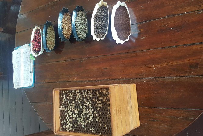 blue-mountain-coffee-tour-from-runaway-bay