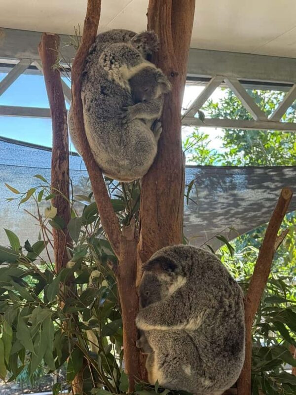 Blue Mountain Small Group Scenic World, Wildlife, Waterfall - Transportation, Group Size, and Value