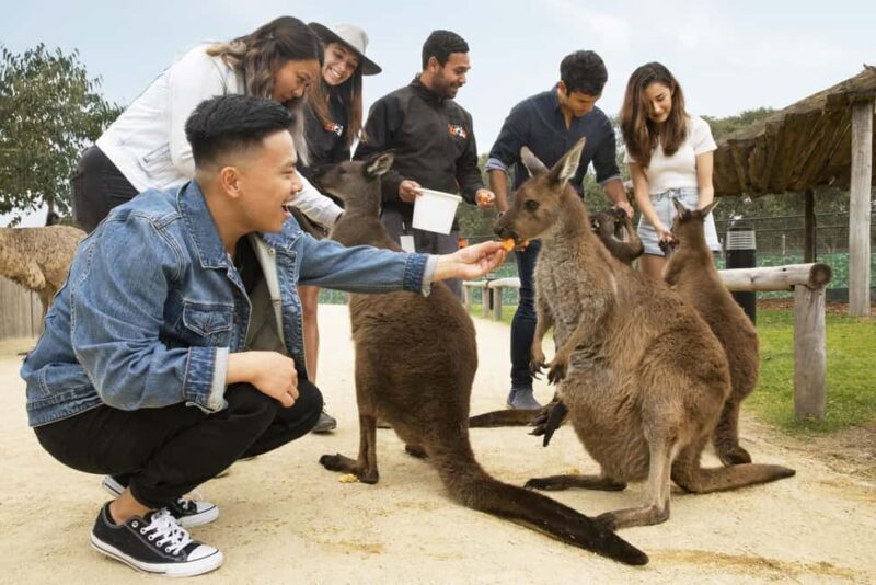 Blue Mountains Adventure: Scenic World, Zoo & Koala Photo - The Sum Up
