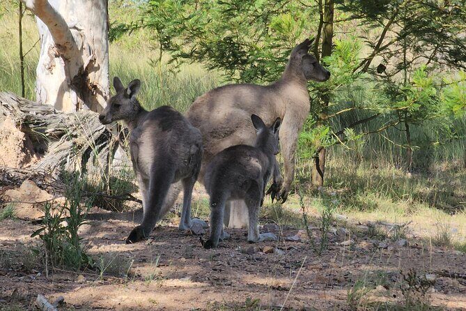 Blue Mountains and Wildlife Truly Private Luxury Tour - FAQs