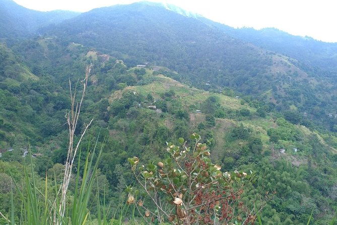 blue-mountains-coffee-private-tour-from-kingston