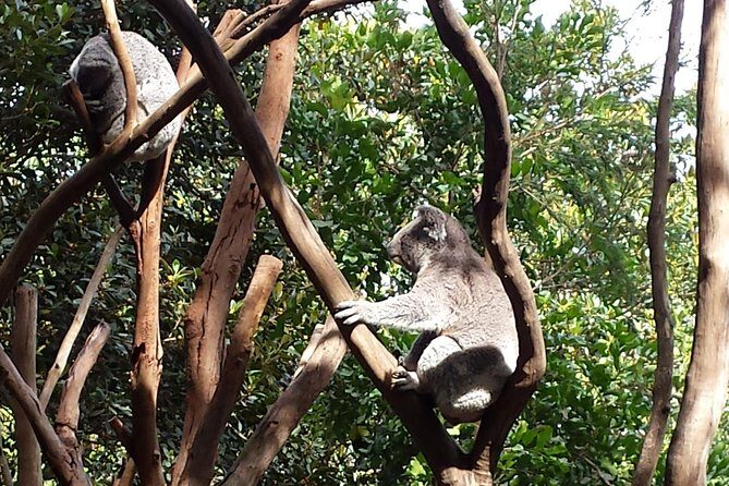Blue Mountains Day Tour With Bushwalks, Waterfalls & Featherdale - Wildlife Encounters at Featherdale Wildlife Park