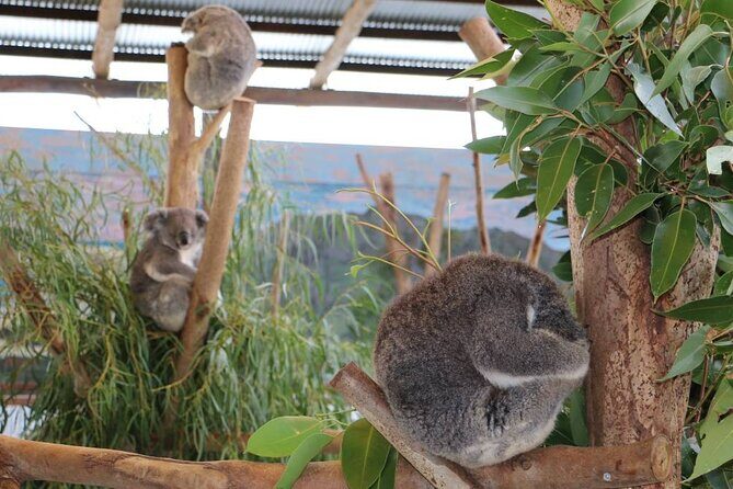Blue Mountains Experience - Timeless Nature on a grand scale - Final Thoughts