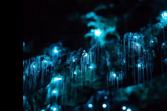 Blue Mountains Hiking Glow worms Cave Wildlife Spotlighting Night Adventure - Starting with Convenience: Pickup and Timing