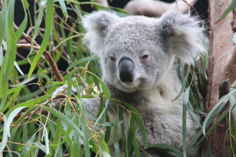 Blue Mountains private tour with Featherdale Wildlife Park - Practical Details & What You Should Know
