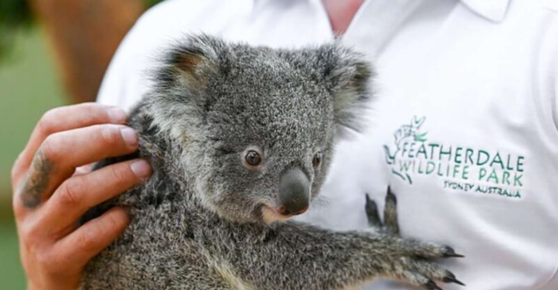 Blue Mountains: Private Tour with Wildlife and River Cruise - Overview of the Tour Experience