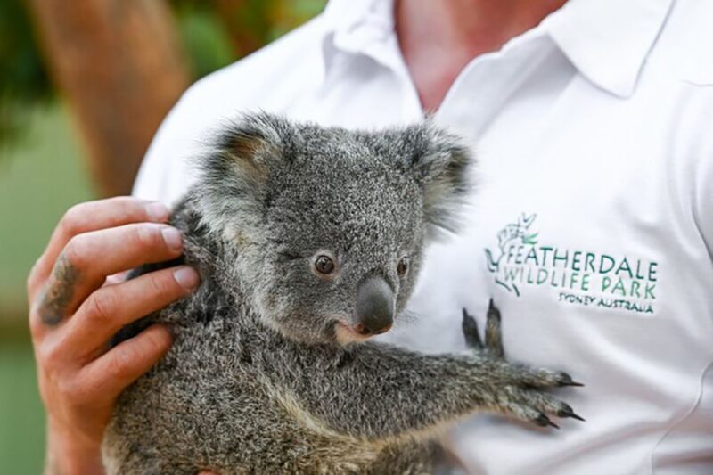 Blue Mountains: Private Tour with Wildlife and River Cruise - Transportation and Pricing