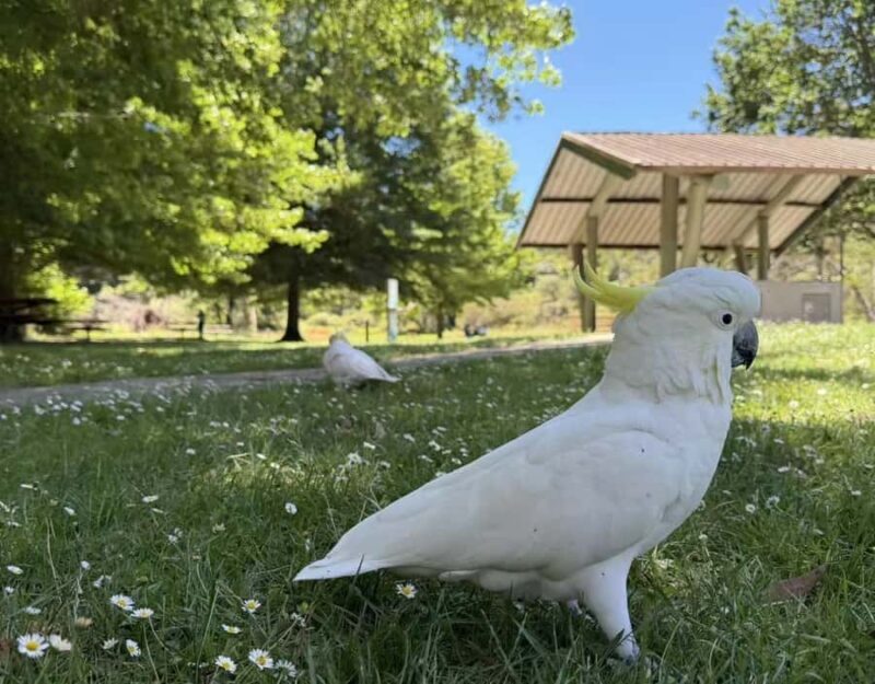 Blue Mountains Tour, Katoomba Falls & Cockatoos Small Group - Final Thoughts