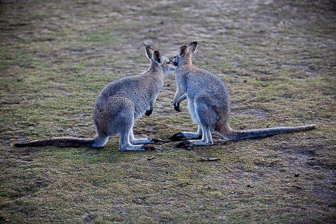 Blue Mountains Wildlife Full-Day Sights and Hiking from Sydney - Who Will Love This Tour?