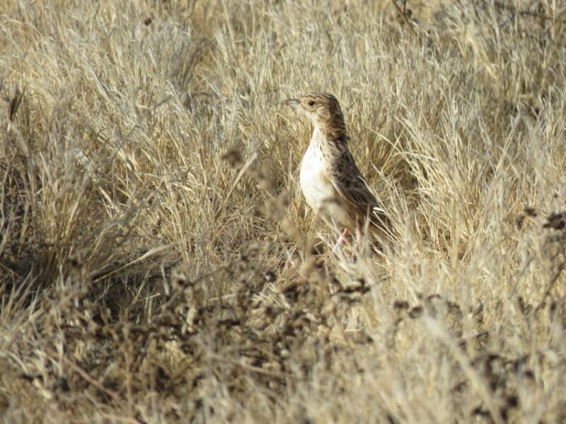 Boa Vista: Bird Watch Expedition in natural environment - Key Points