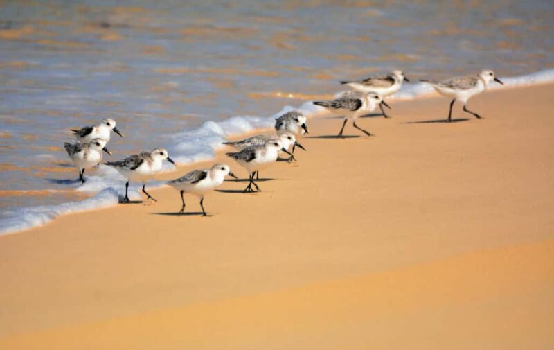 Boa Vista: Bird Watch Expedition in natural environment - Exploring Boa Vista’s Natural Beauty