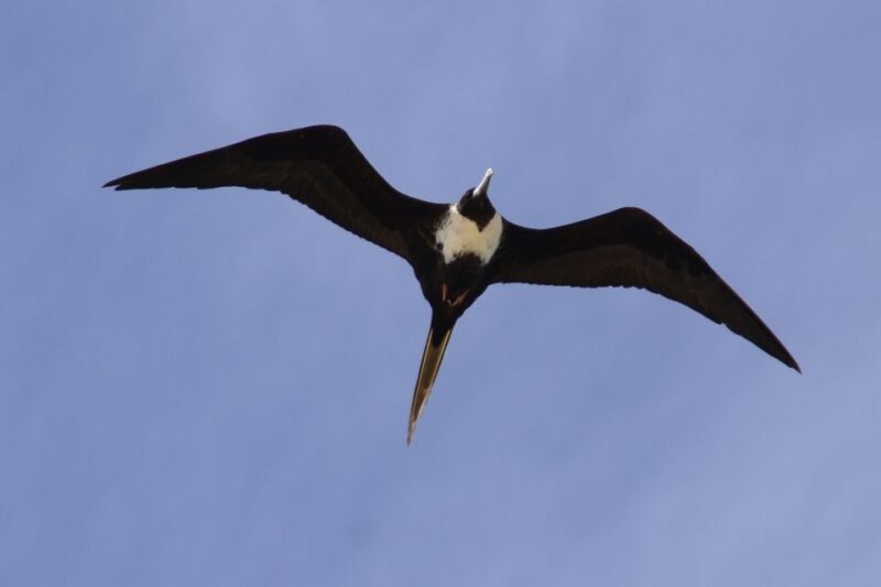 Boa Vista: Bird Watch Expedition in natural environment - Practical Details and Value
