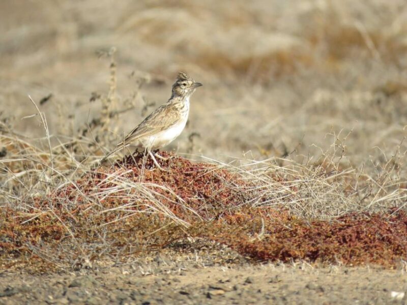 Boa Vista: Bird Watch Expedition in natural environment - Authentic Experiences and Real Traveler Insights