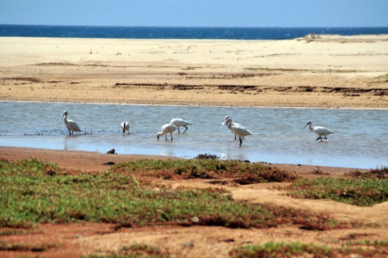 Boa Vista: Bird Watch Expedition in natural environment - The Sum Up