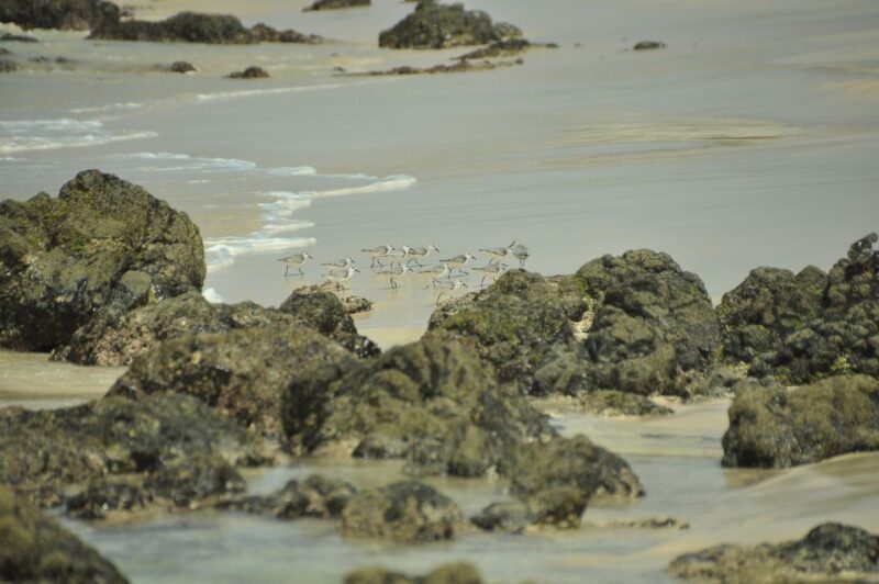 Boa Vista: Bird Watch Expedition in natural environment - FAQ