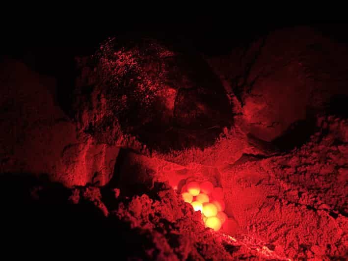 Boa Vista: Guided Turtle Experience with a Certified Guide - Boa Vista: Guided Turtle Experience with a Certified Guide