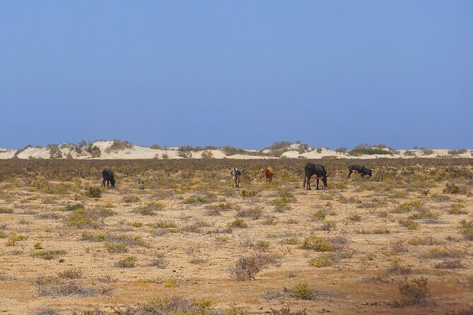 Boa Vista Island: Full-Day Wild Beaches & Viana Desert Experience - Turtle Sanctuary & Ervatão Beach