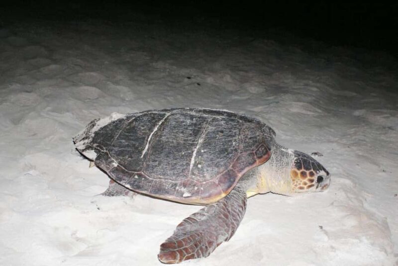 Boa Vista Turtle Watching with certified guides - Key Points