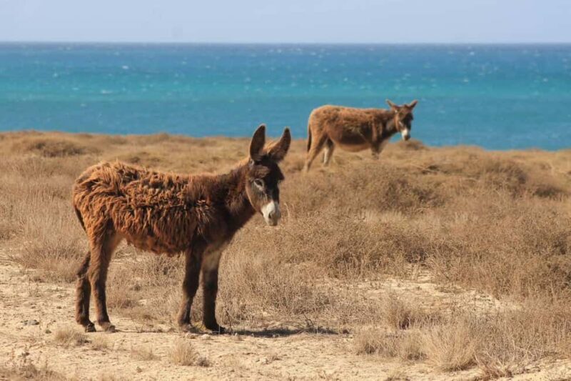 Boa Vista: Turtles, Sharks, City of Sal Rei, Santa Monica Beach, Shipwreck ... - Key Points
