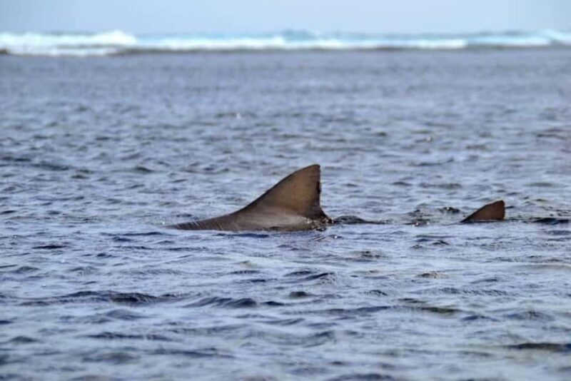 Boa Vista: Turtles, Sharks, City of Sal Rei, Santa Monica Beach, Shipwreck ... - An In-Depth Look at the Tour