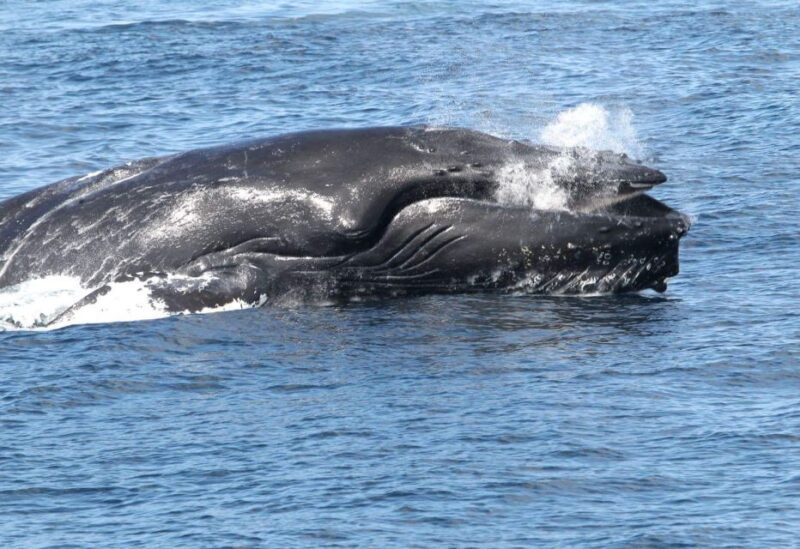 Boa Vista: Whale Watching Trip with Motoryacht - Key Points